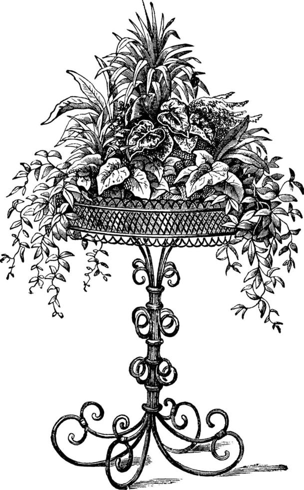 Stand of Rattan or Willow, vintage illustration. vector