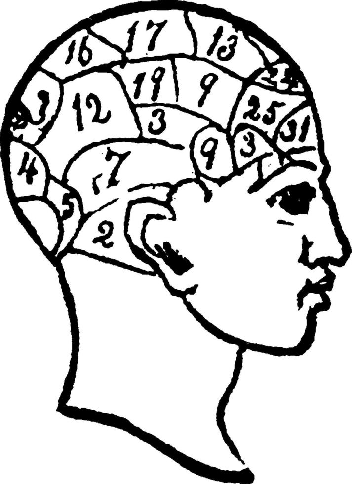 Phrenology, vintage illustration. vector