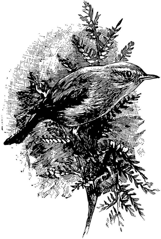 Chiff Chaff, vintage illustration. vector