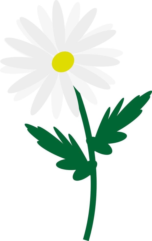 Summer chamomile flower, illustration, vector on a white background.