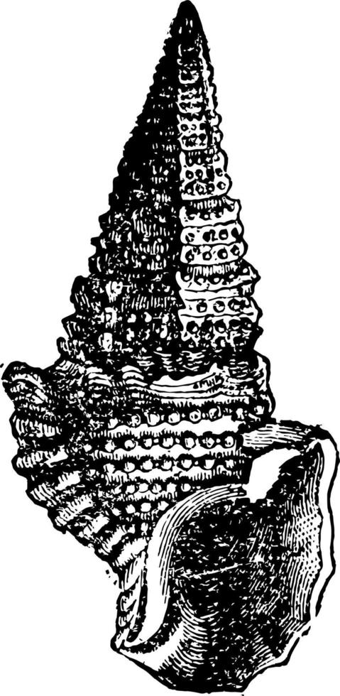 fósil de concha, ilustración vintage. vector