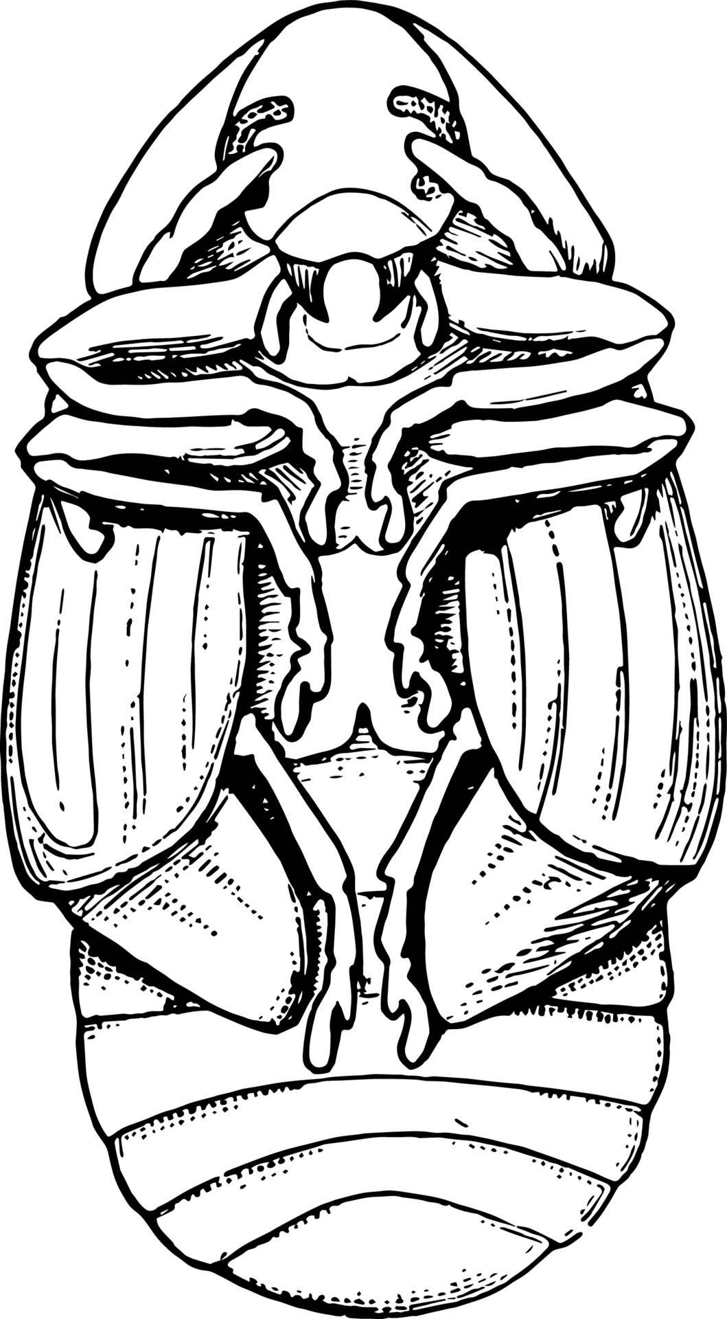 Bean Weevil Pupa, vintage illustration. 13777372 Vector Art at Vecteezy