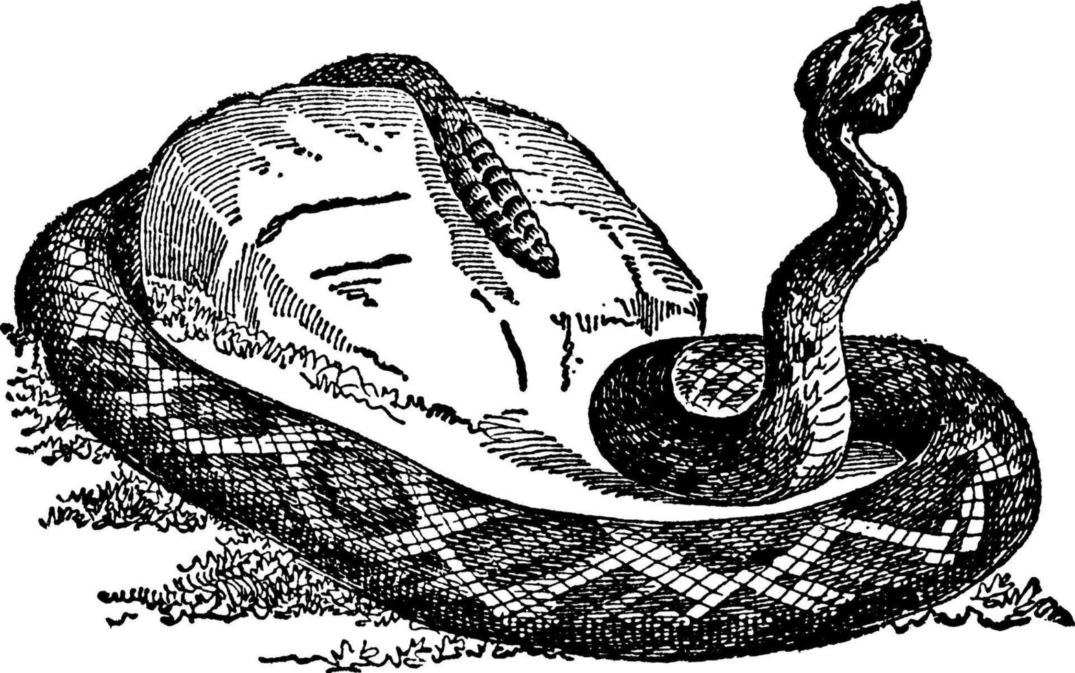 Rattlesnake, Crotalus or Sistrurus, vintage illustration. vector