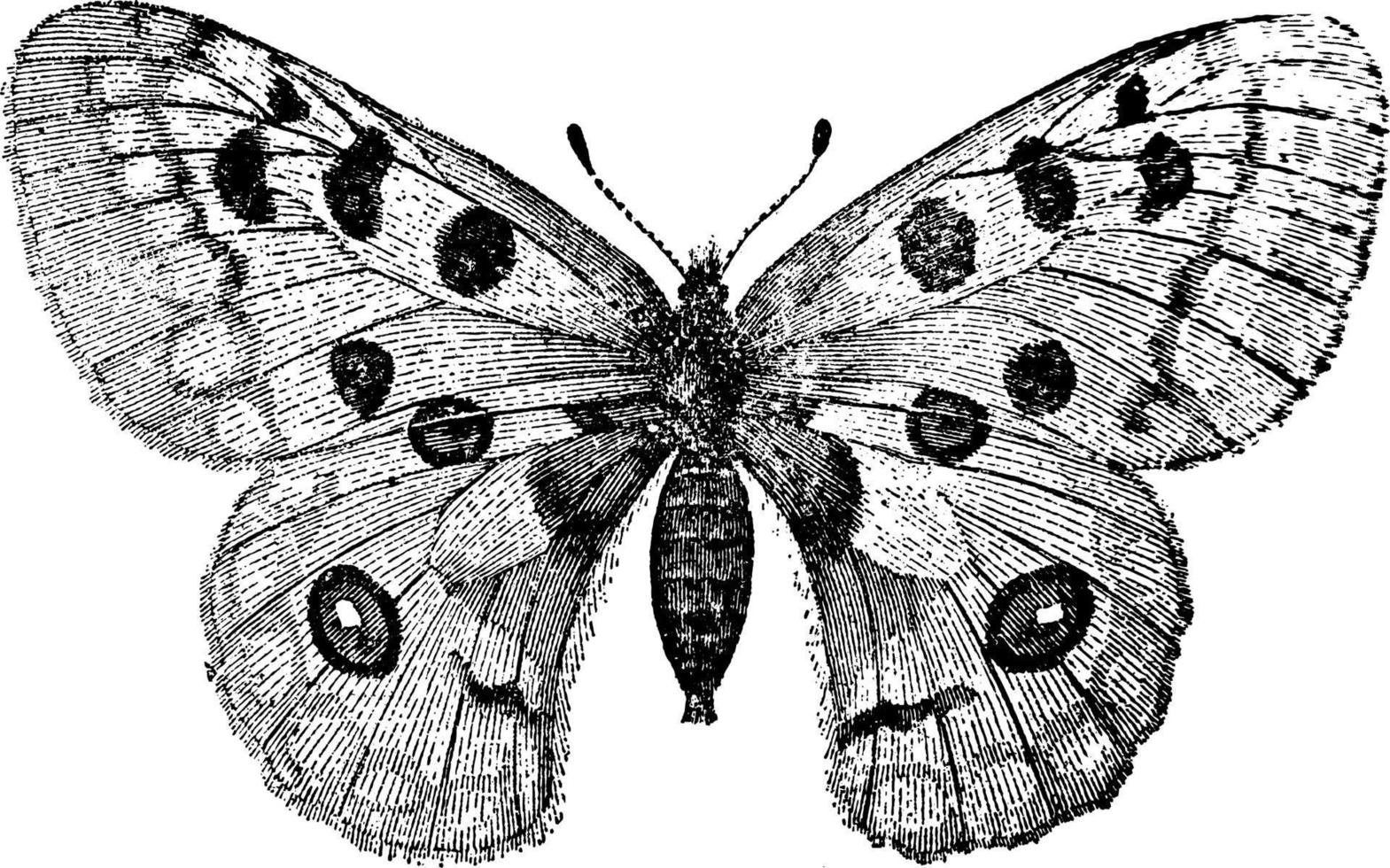 Apollo Butterfly or Parnassius Apollo or Apollo Mountain Apollo, vintage illustration. vector