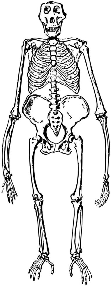 Front View of Gorilla Skeleton, vintage illustration. vector