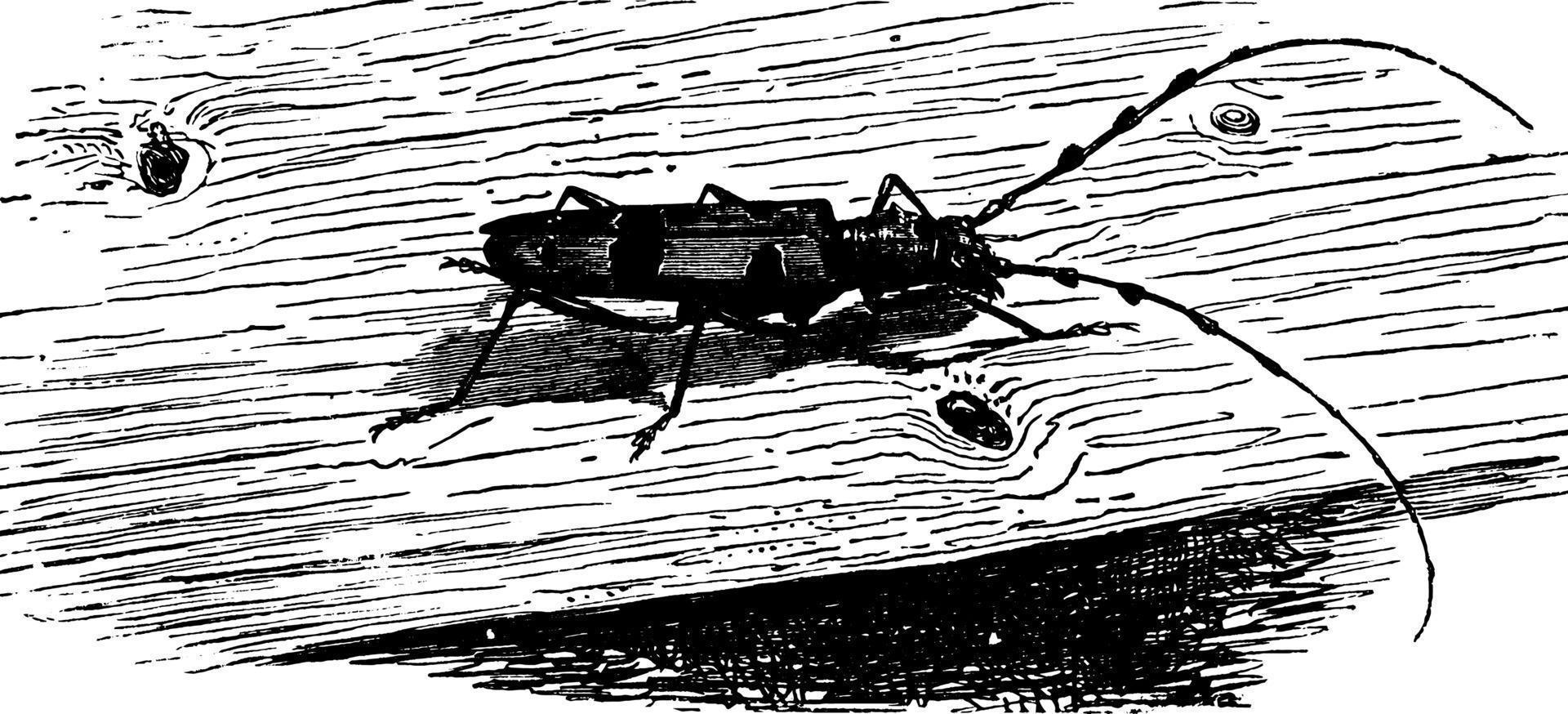 escarabajo rosalie, ilustración vintage. vector
