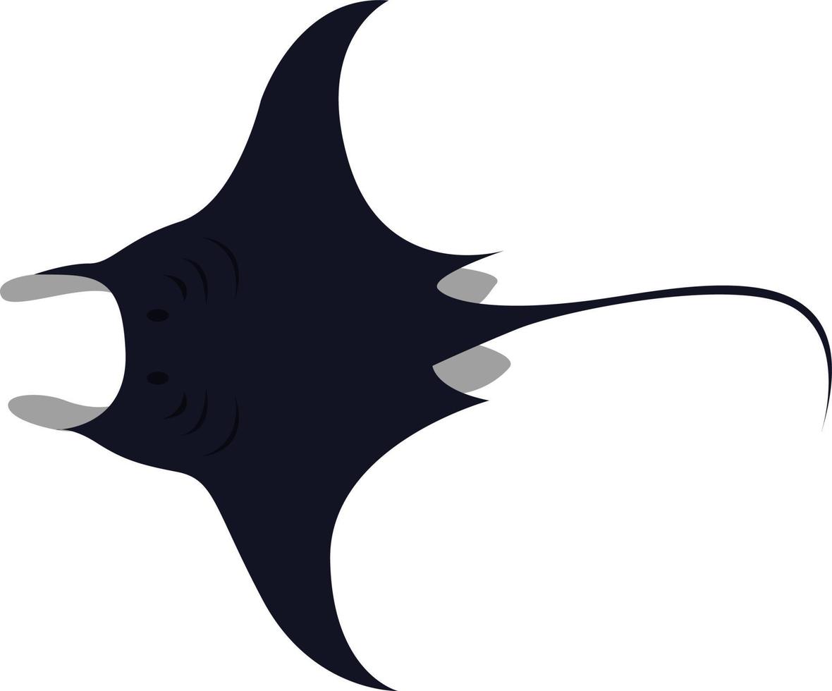 Manta ray, illustration, vector on white background.