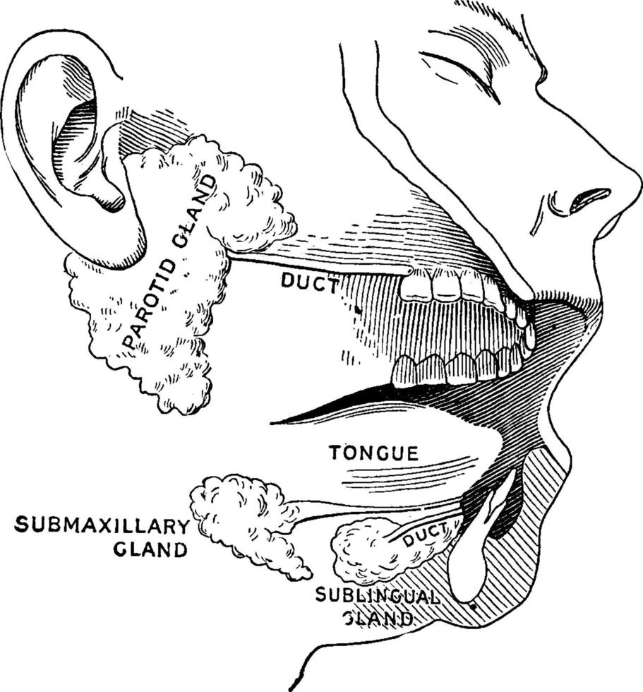 glándulas salivales, ilustración vintage. vector