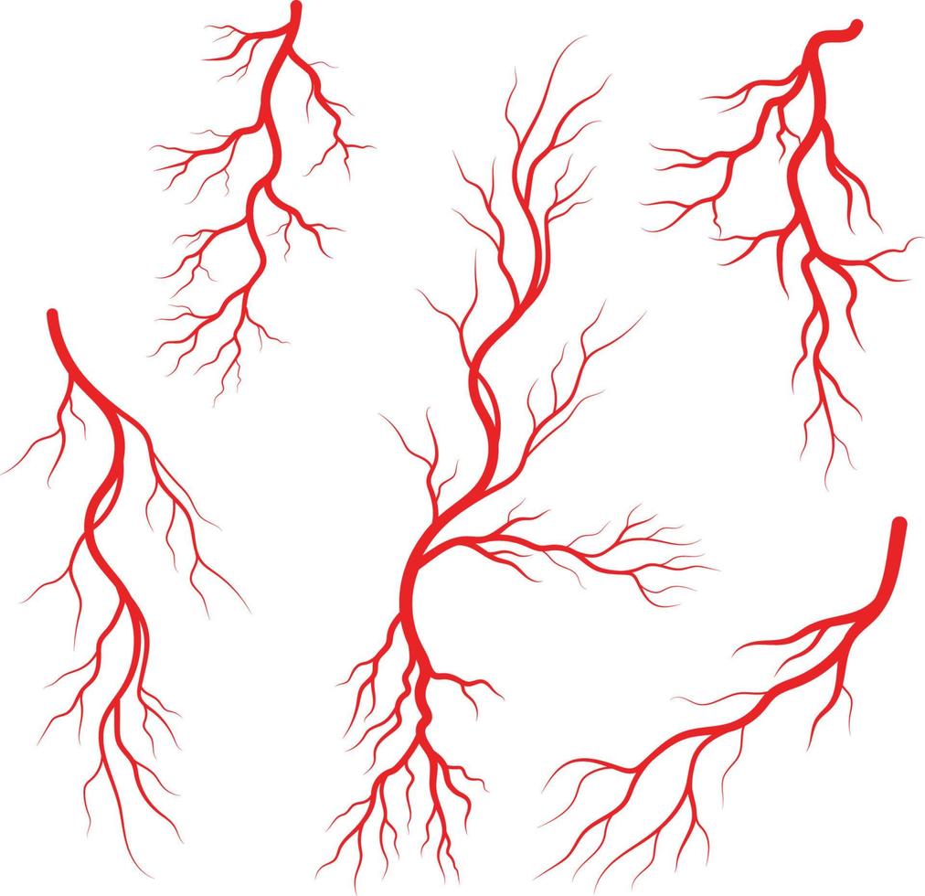 Human veins and arteries illustration vector