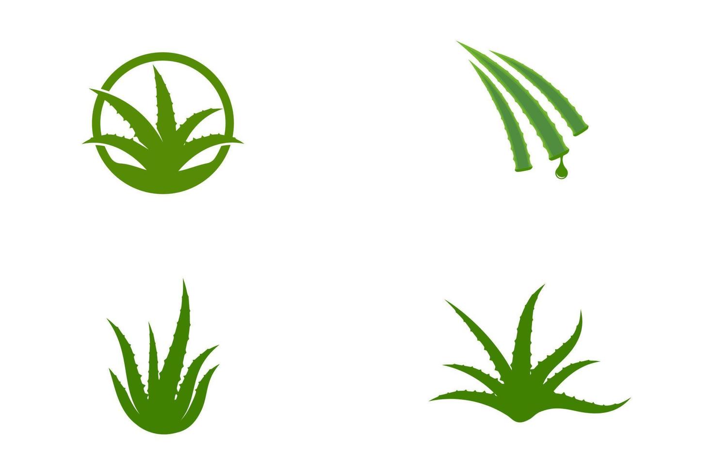 Aloe vera vector illustration design