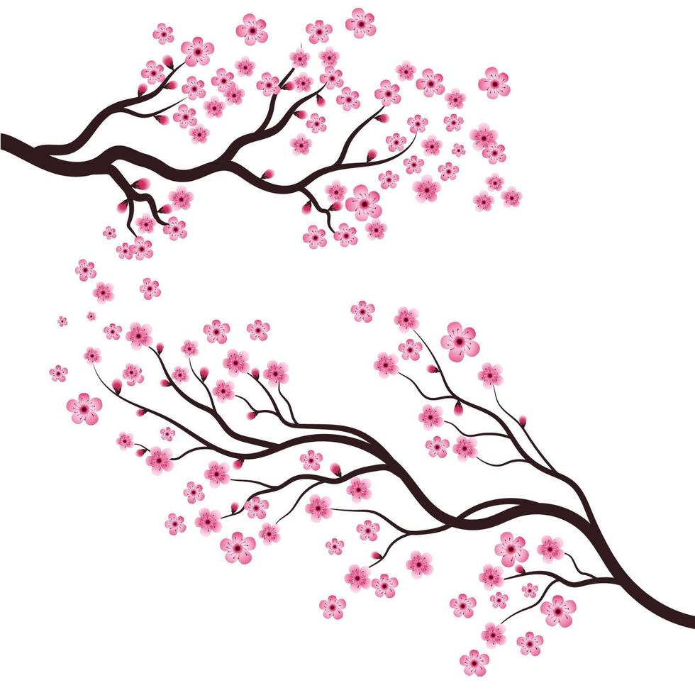 tree sakura flower illustration vector
