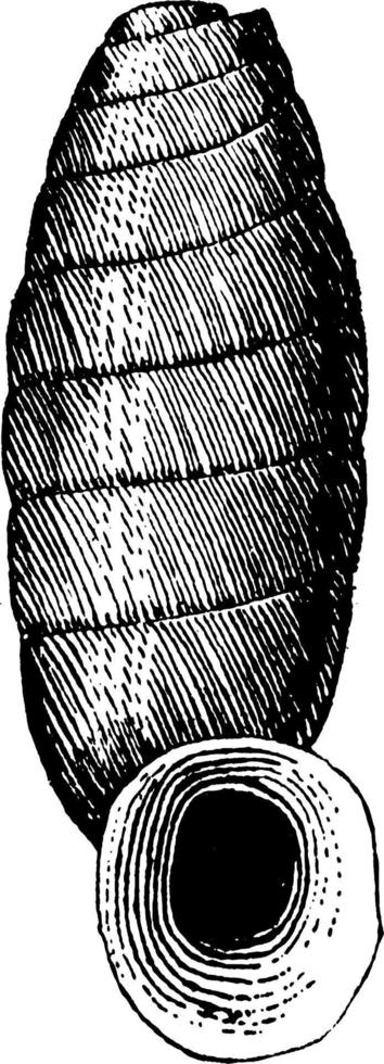 Shell, vintage illustration. vector