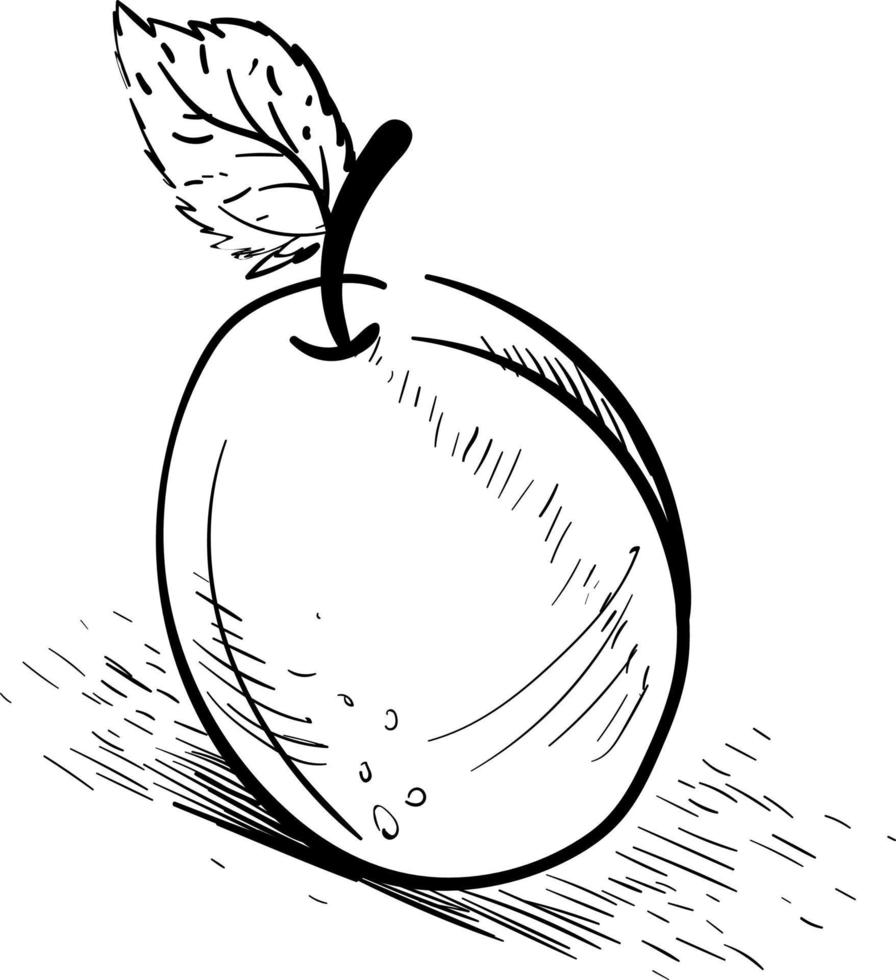 Apricot drawing, illustration, vector on white background.