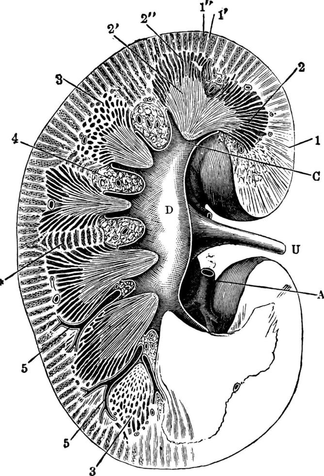 sección transversal de riñón, ilustración vintage. vector