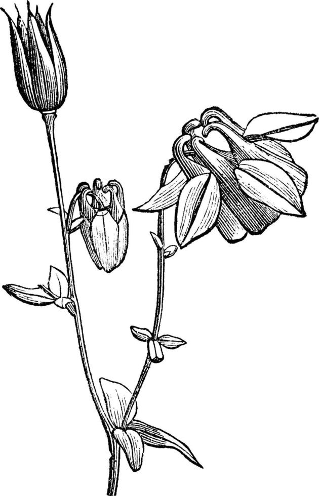 European Columbine vintage illustration. vector