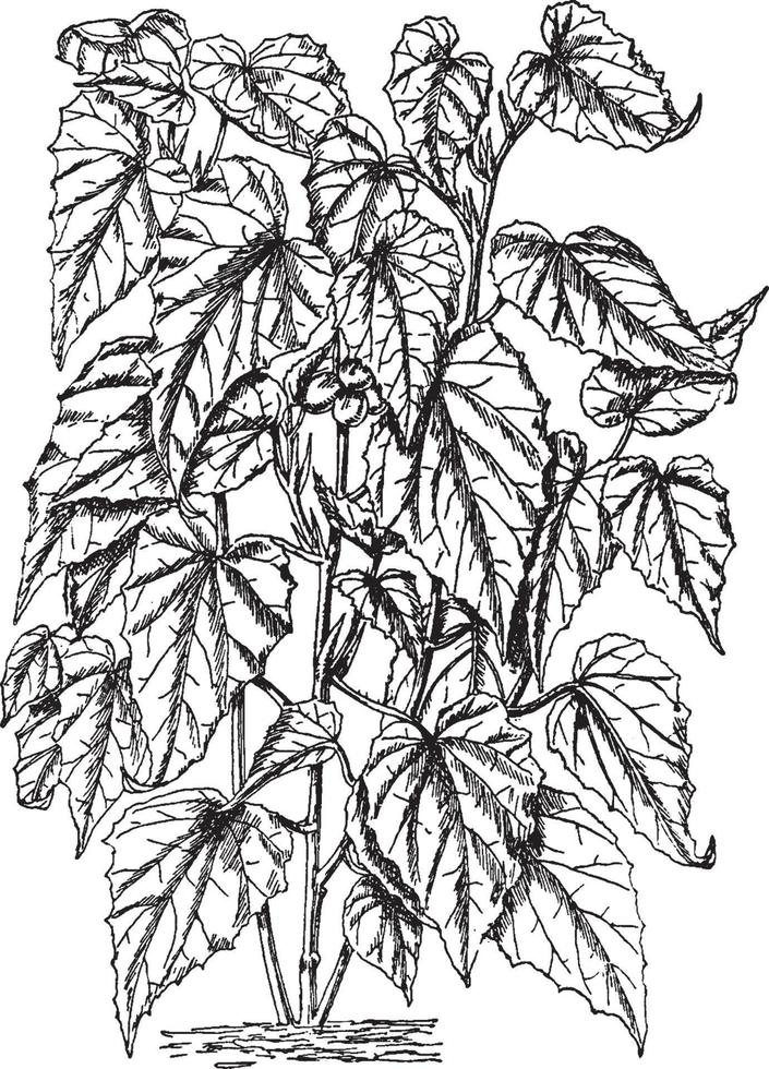 Begonia Cathayana vintage illustration. vector