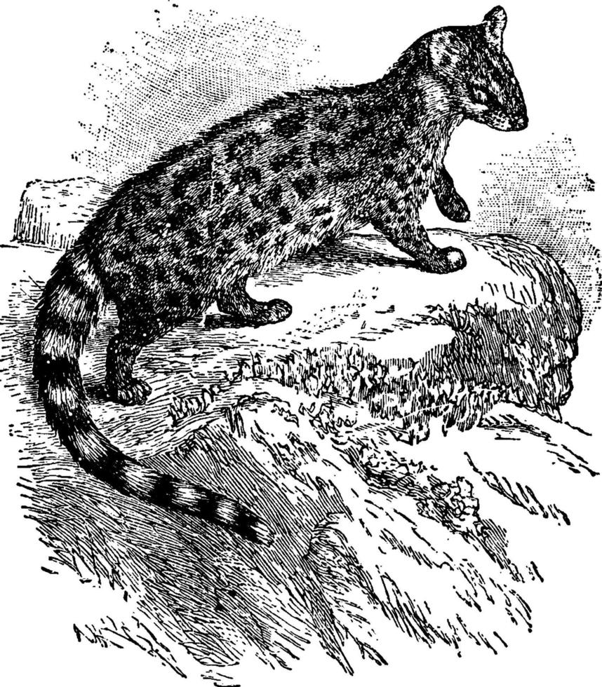 Genet, vintage illustration. vector