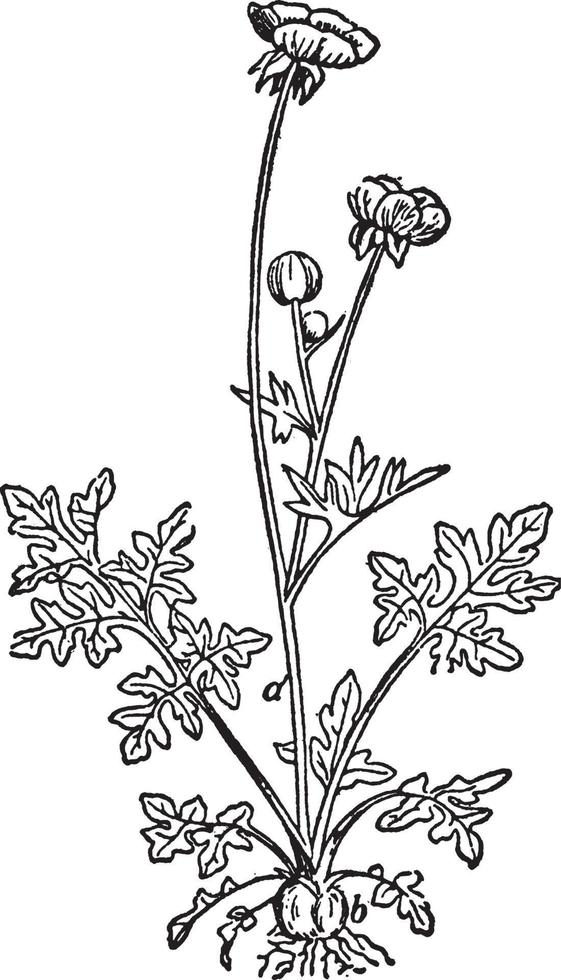 Buttercup, large, genus, flowering, plants, Ranunculus vintage illustration. vector