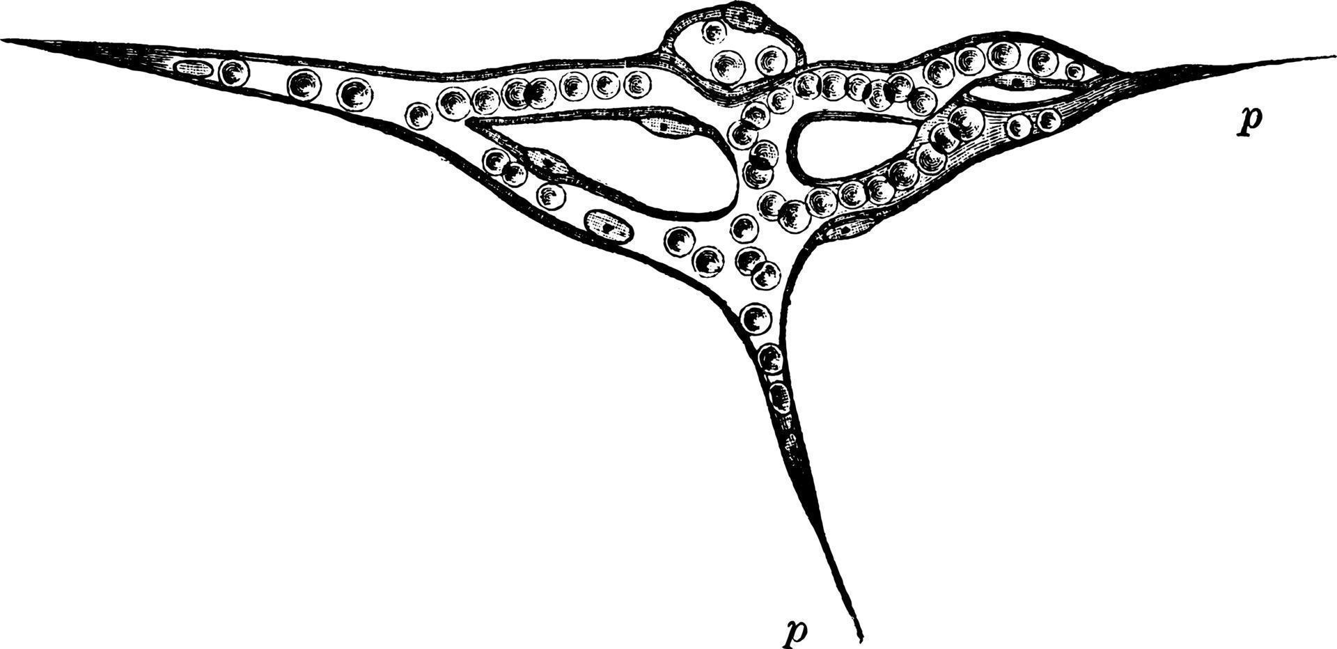 Capillary Network, vintage illustration. vector