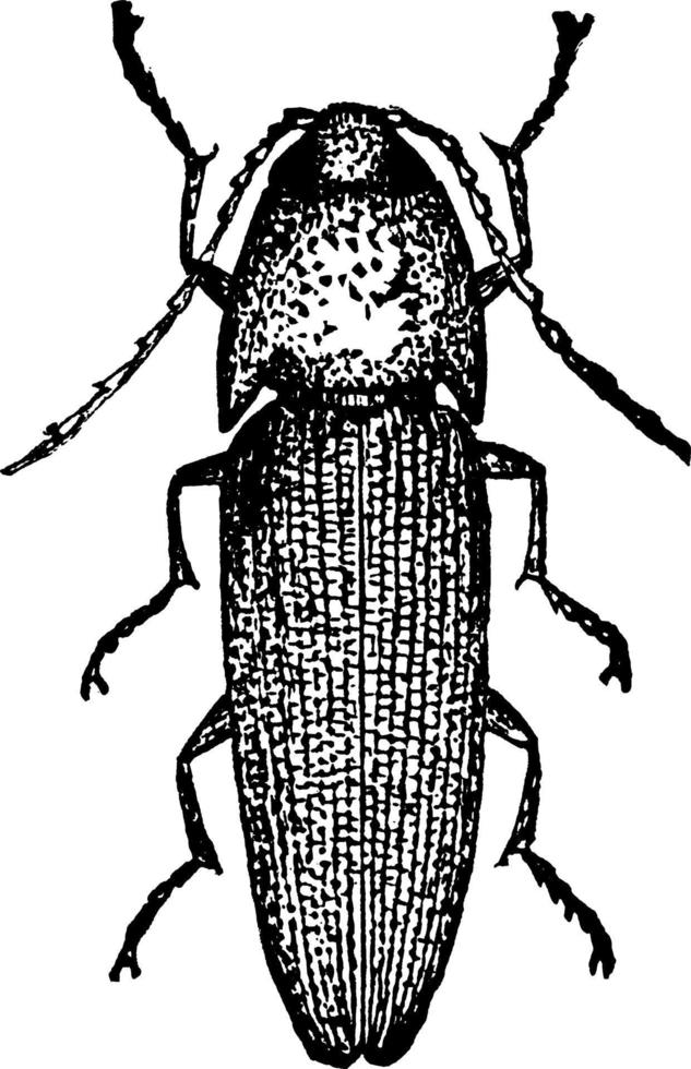 Click Beetle, vintage illustration. vector