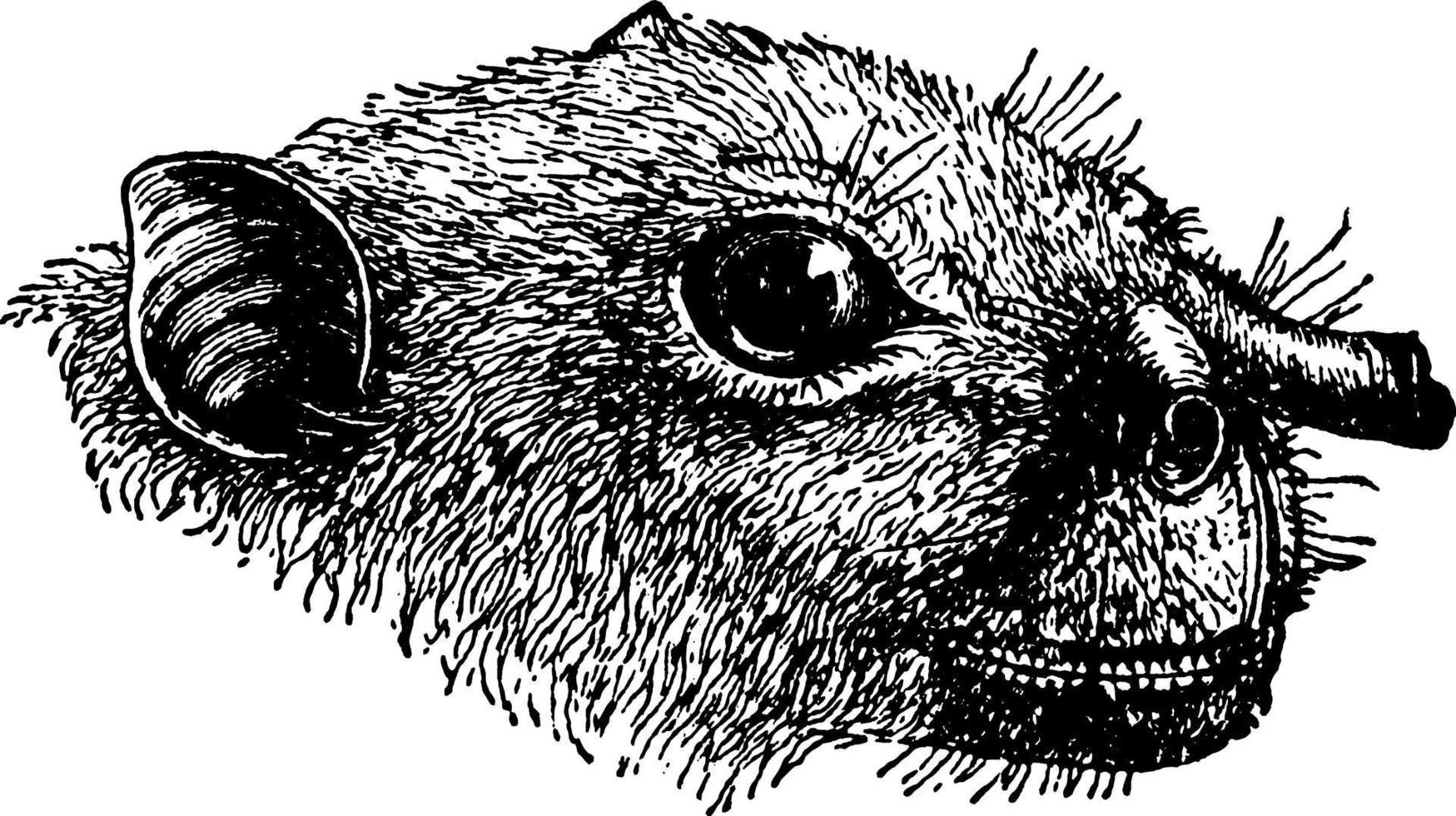 Harpyia Major, vintage illustration. vector
