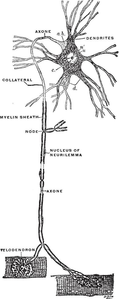 esquema de la neurona motora central, ilustración antigua. vector