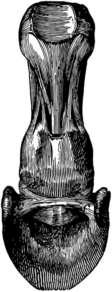 Navicular Ligaments, vintage illustration. vector