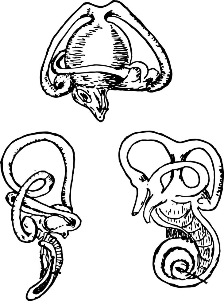 Animal Ears vintage illustration vector
