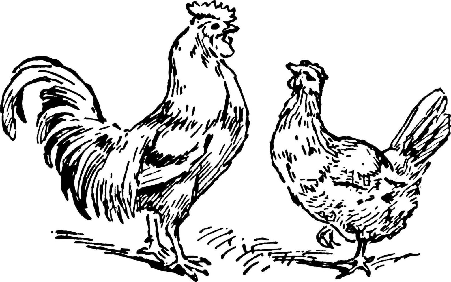 Rooster and Hen or Gallus domesticus, vintage illustration. vector