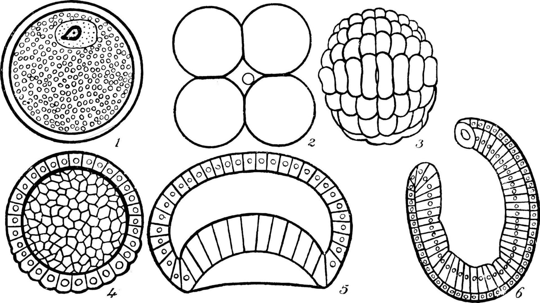 Early stages in the development of Amphioxus Lancelet Stages, vintage illustration. vector