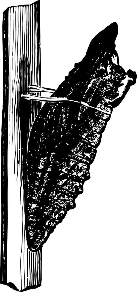 ilustración vintage de pupa. vector