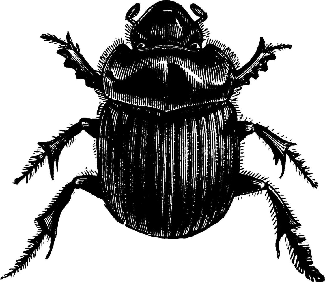Tumblebug, vintage illustration. vector