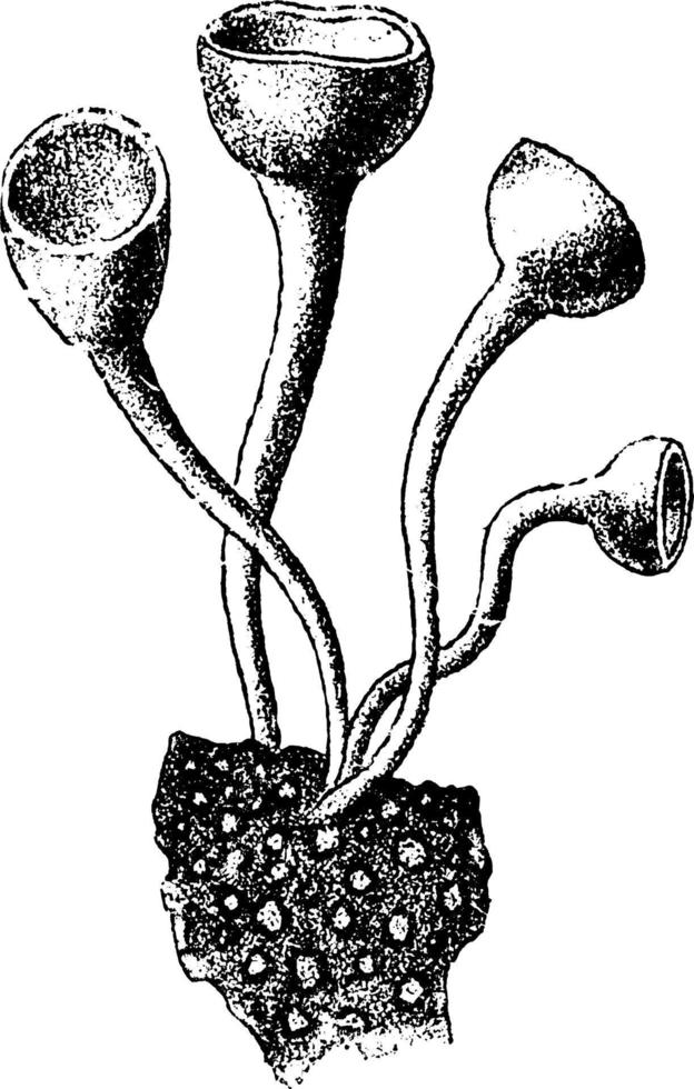 Peziza Ciboroides, vintage illustration. vector