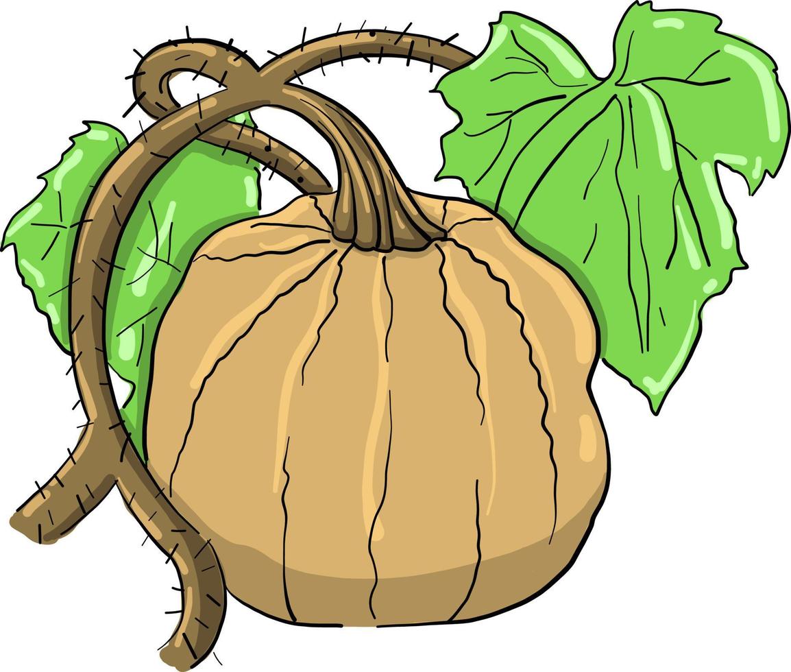 calabaza grande, ilustración, vector sobre fondo blanco