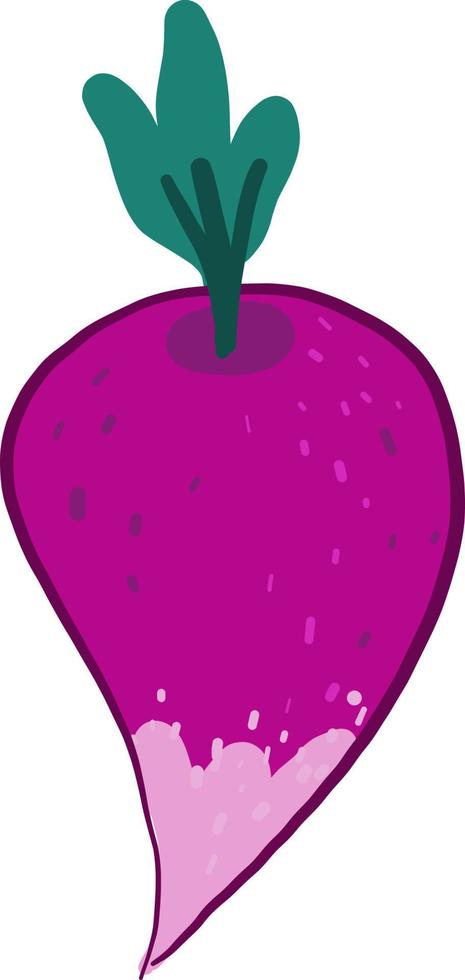 Pink radish, illustration, vector on white background