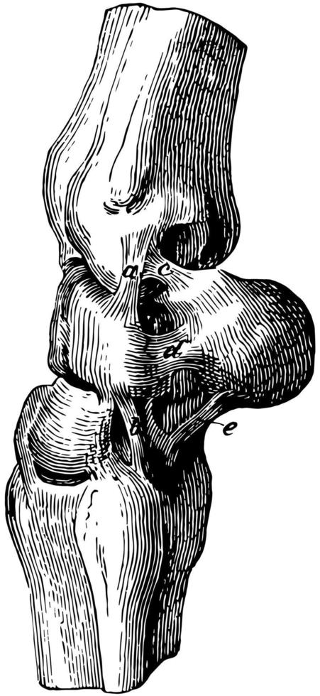 Deep Ligaments of the Carpus, vintage illustration. vector