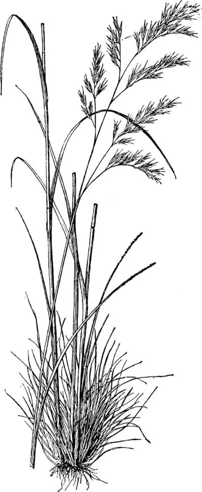 ilustración vintage de festuca heterophylla. vector