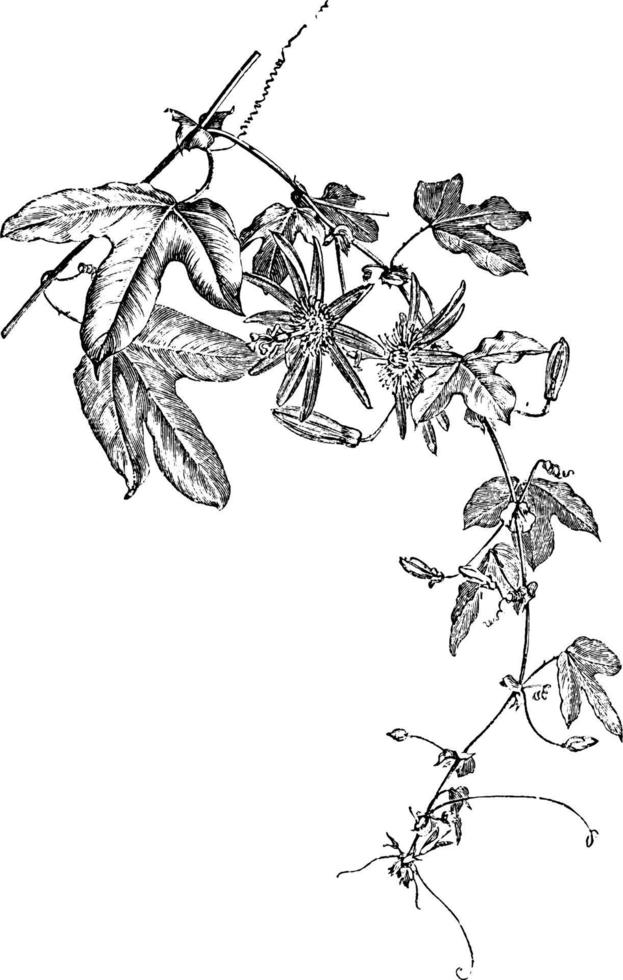 Passiflora Raddiana vintage illustration. vector