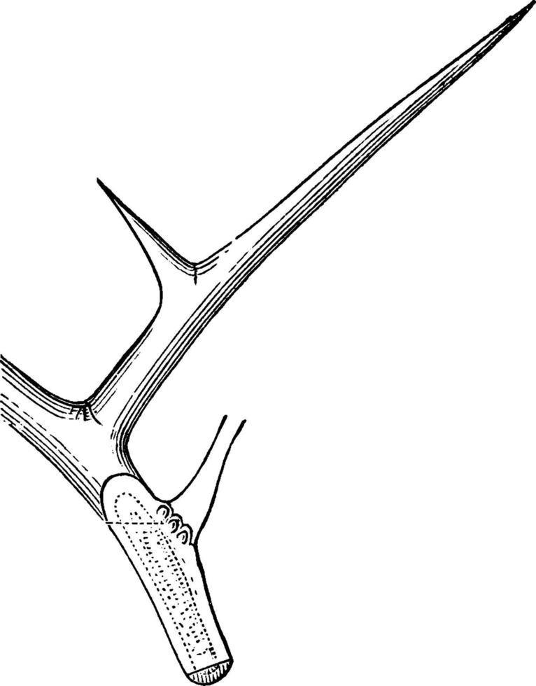 Honey Locust vintage illustration. vector