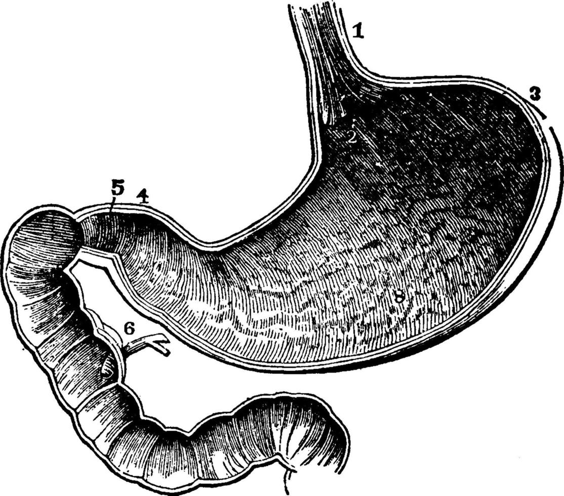 Stomach, vintage illustration. vector