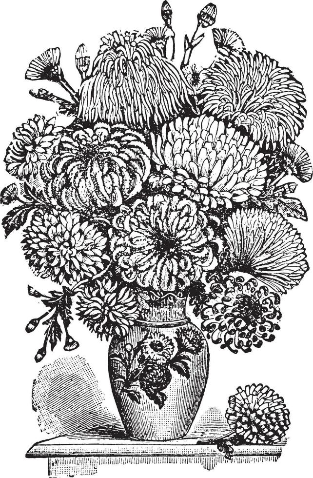 Chrysanthemums vintage illustration. vector