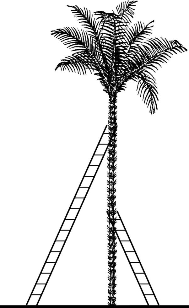 2 Ladders Leaning Against a Tree, vintage illustration vector