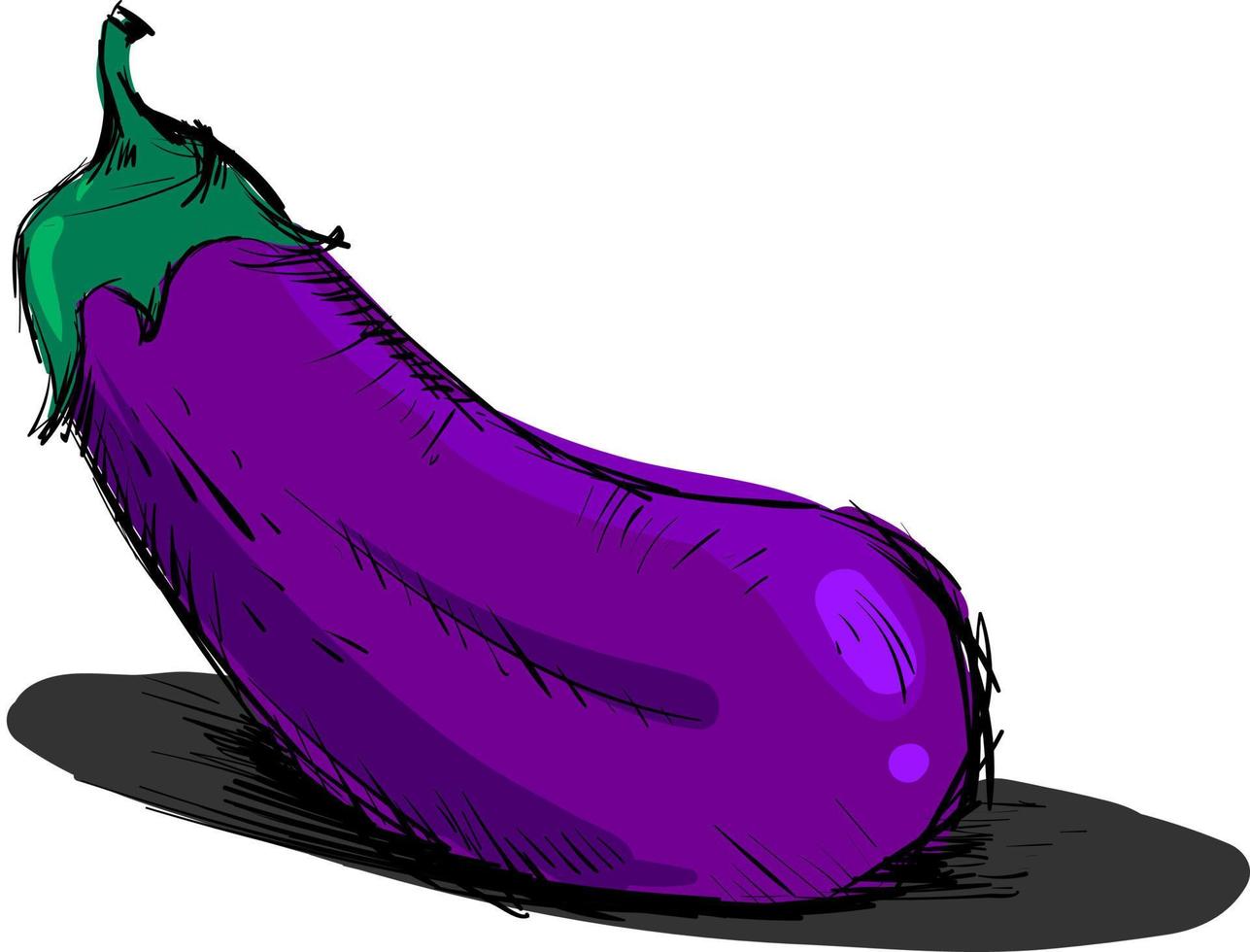 Eggplant drawing, illustration, vector on white background.