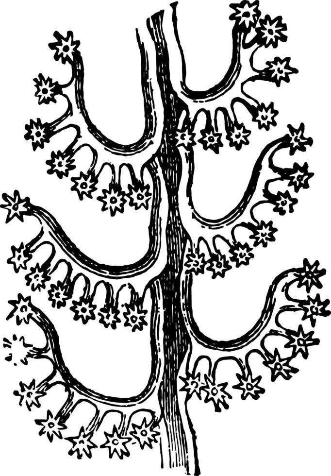 Branch of Loose Winged Virgularia vintage illustration. vector