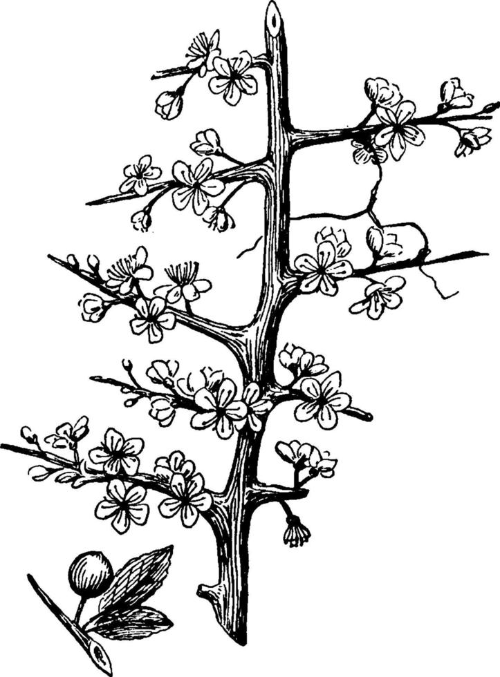 Sloe vintage illustration. vector