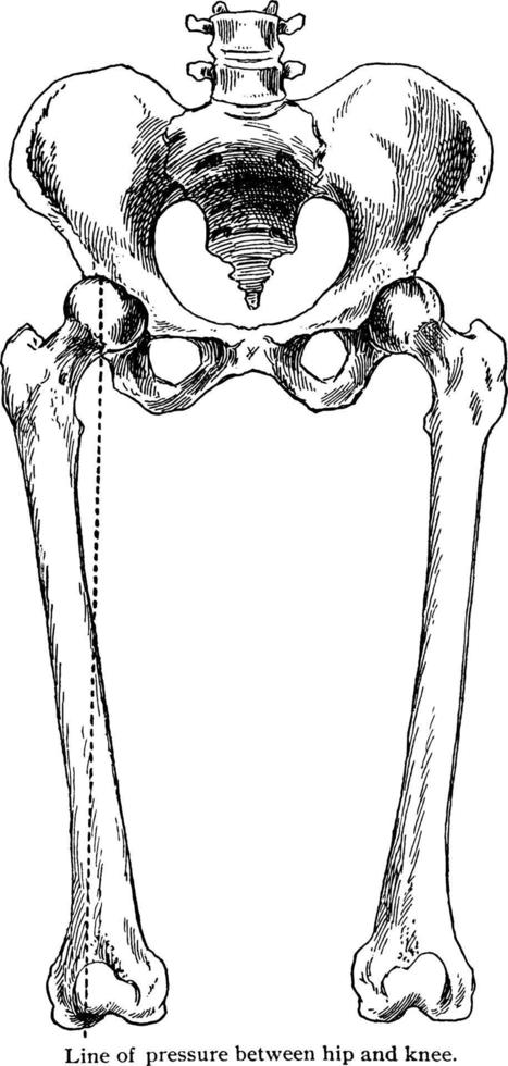 Line of Pressure Between Hip and Knee, vintage illustration. vector