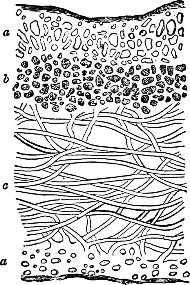 Thallus or Ricasolia herbacea, vintage illustration. vector