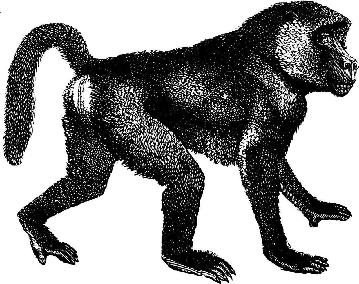 Baboon, vintage illustration. vector