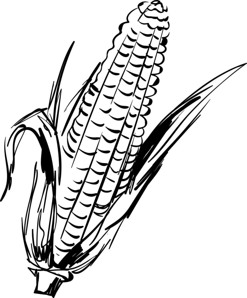 Corn drawing, illustration, vector on white background.