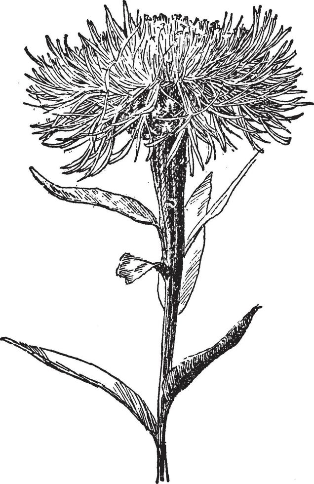 Centaurea Americana vintage illustration. vector